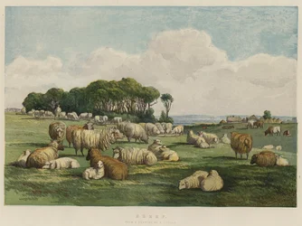 Sheep